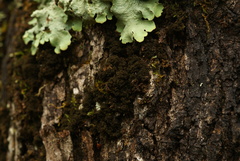 Dendriscocaulon intricatulum