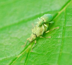 Polydrusus planifrons