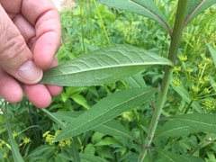 Silphium asteriscus trifoliatum
