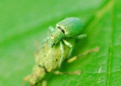 Polydrusus planifrons