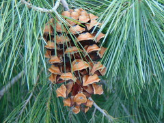 Pinus pinceana