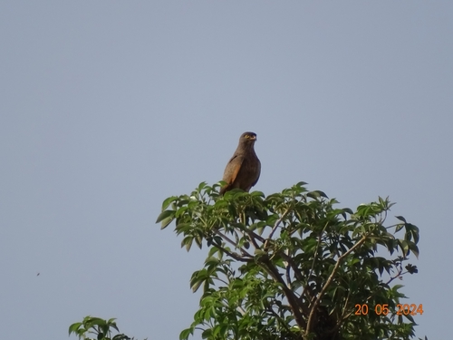 Grasshopper Buzzard
