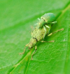 Polydrusus planifrons