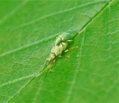 Polydrusus planifrons