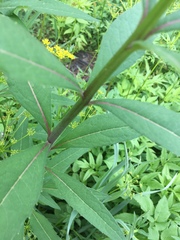 Silphium asteriscus trifoliatum
