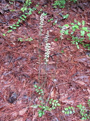Spiranthes praecox