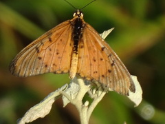 Acraea oncaea
