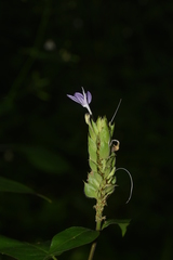 Ecbolium