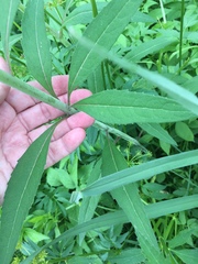 Silphium asteriscus trifoliatum