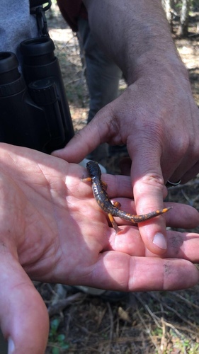 iNaturalist observation photo of Sierra Nevada Ensatina