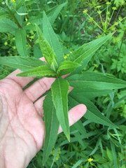 Silphium asteriscus trifoliatum