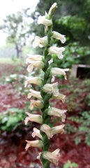 Spiranthes praecox
