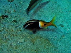 Parupeneus barberinoides