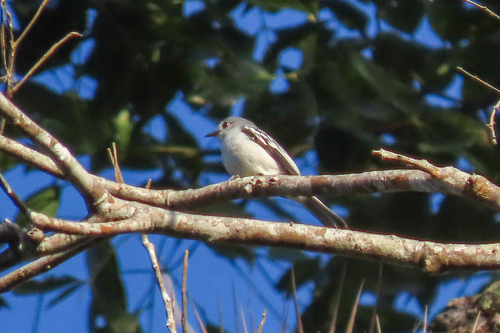 Amazonian Elaenia (Myiopagis cinerea), photo 1