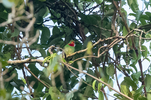 Fiery-throated Fruiteater (Pipreola chlorolepidota), photo 6