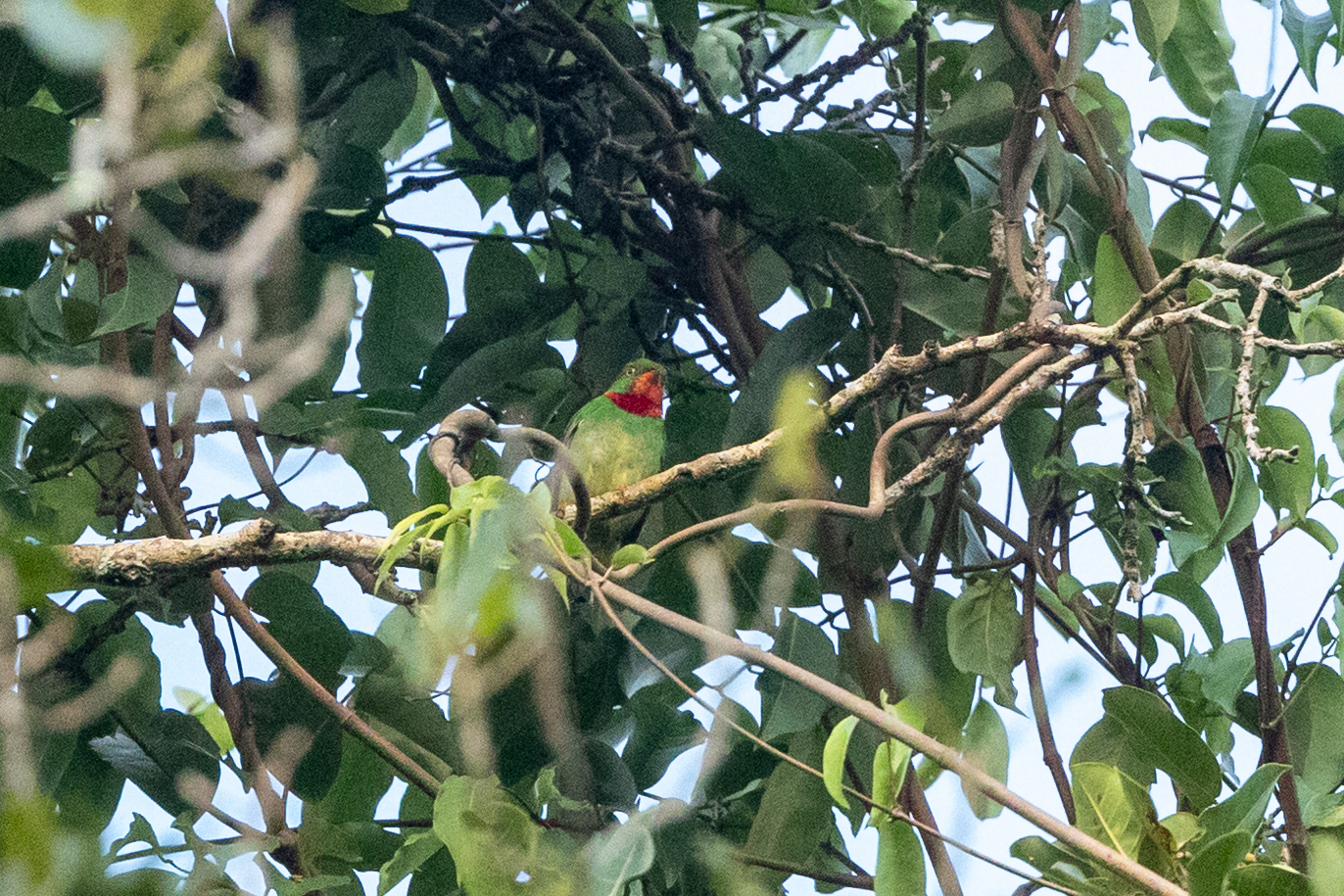 Fiery-throated Fruiteater (Pipreola chlorolepidota), photo 6