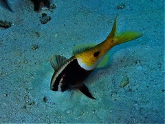 Parupeneus barberinoides