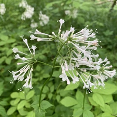 Valeriana pauciflora