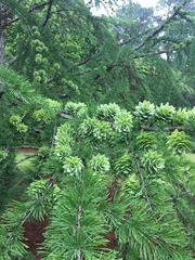 Pseudolarix amabilis