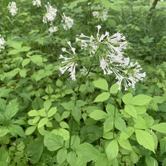 Valeriana pauciflora