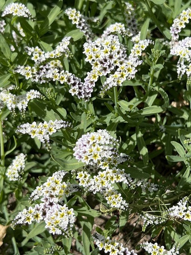 iNaturalist observation photo of alkali heliotrope
