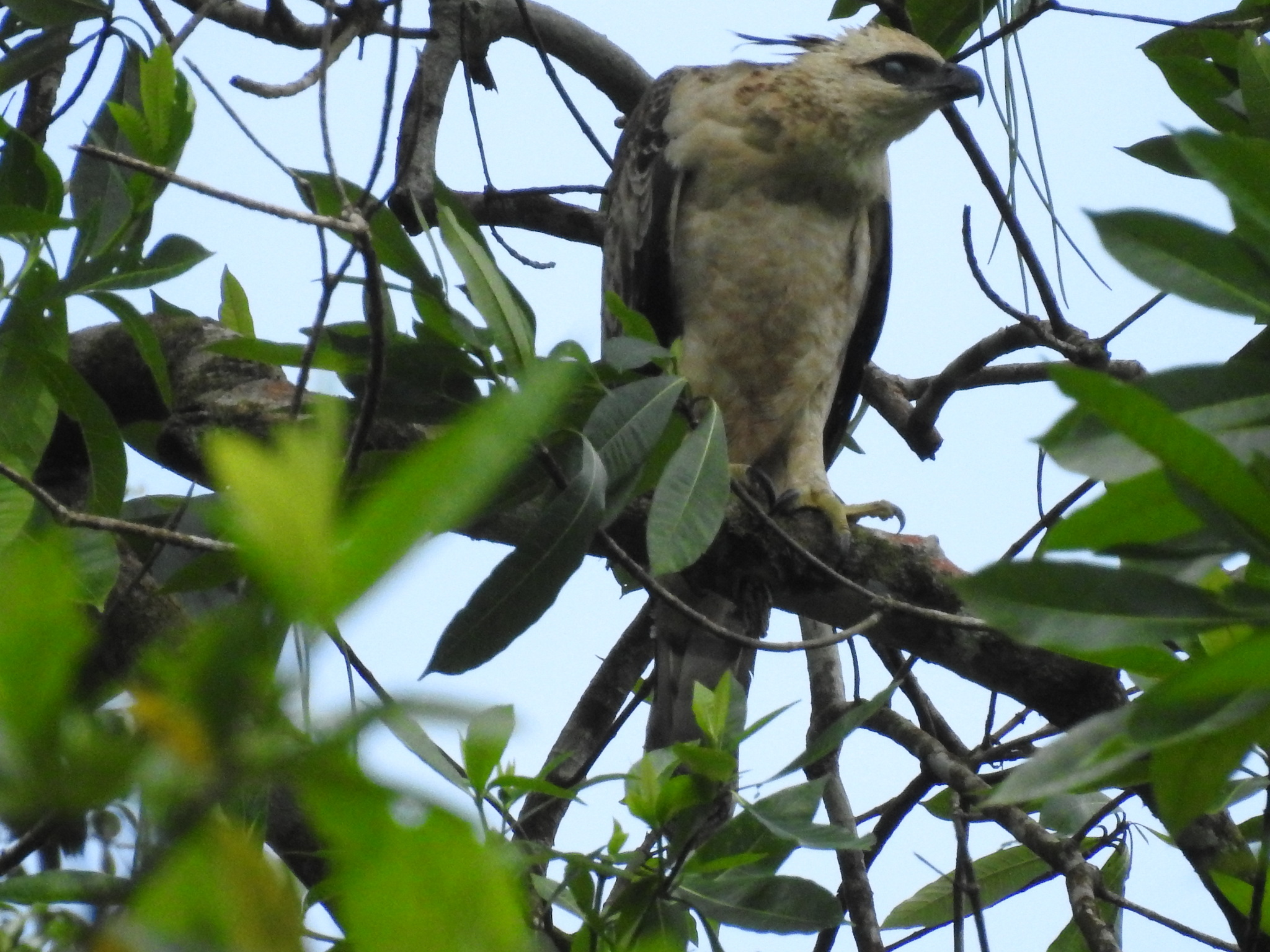legge's hawk-eagle