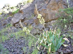 Eremurus lactiflorus