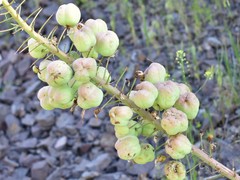 Eremurus lactiflorus