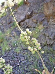 Eremurus lactiflorus