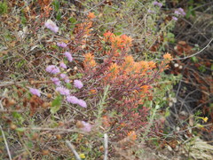 Castilleja latifolia