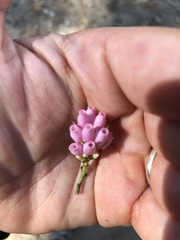 Arctostaphylos patula
