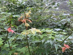 Acer serrulatum