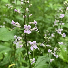 Iodanthus pinnatifidus