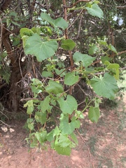 Vitis arizonica