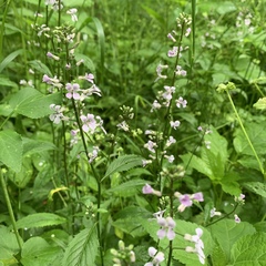 Iodanthus pinnatifidus