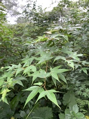 Acer serrulatum