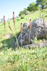 Eremurus regelii