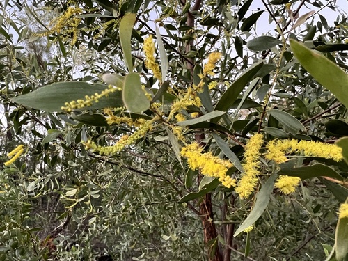 Acacia sparsiflora observed 2024-05-20