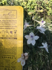 Delphinium pavonaceum