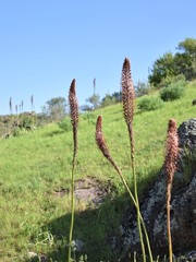 Eremurus regelii