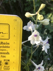 Delphinium pavonaceum
