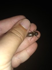 Ignelater havaniensis