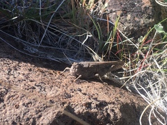 Cratypedes lateritius