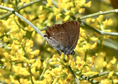 Satyrium esculi