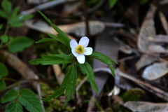 Anemonoides caerulea
