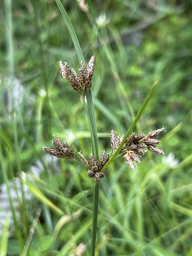 Fimbristylis dichotoma observed 2024-05-24
