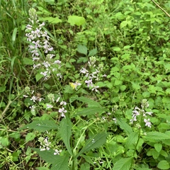 Iodanthus pinnatifidus