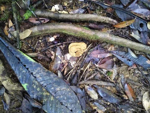 Lowland Hump-nosed Viper
