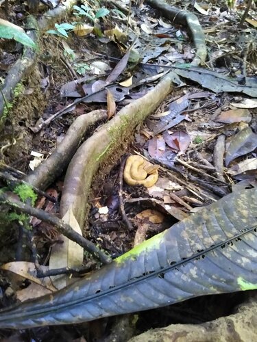 Lowland Hump-nosed Viper