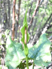 Arum korolkowii